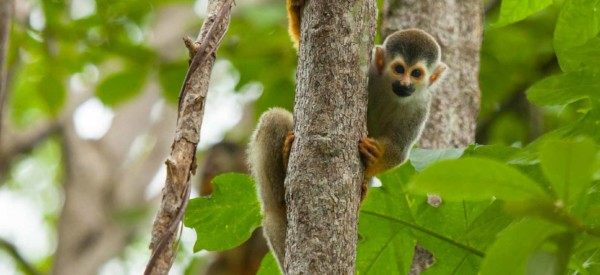 4-Wildlife-at-Arenas-Del-Mar