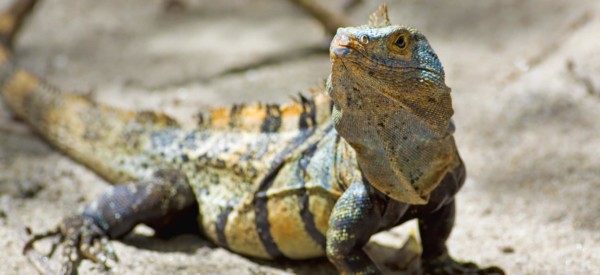 Black spiny-tailed Iguana on the beach in Manuel Antonio, Costa Rica