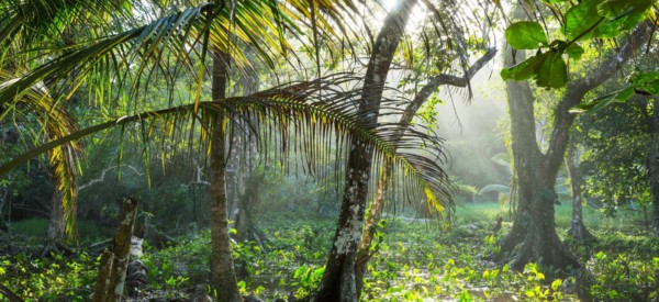 Hiking in green tropical jungle, Costa Rica, Central America