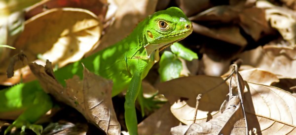 Juvenile green iguana among the leaves in Manuel Antonio national park