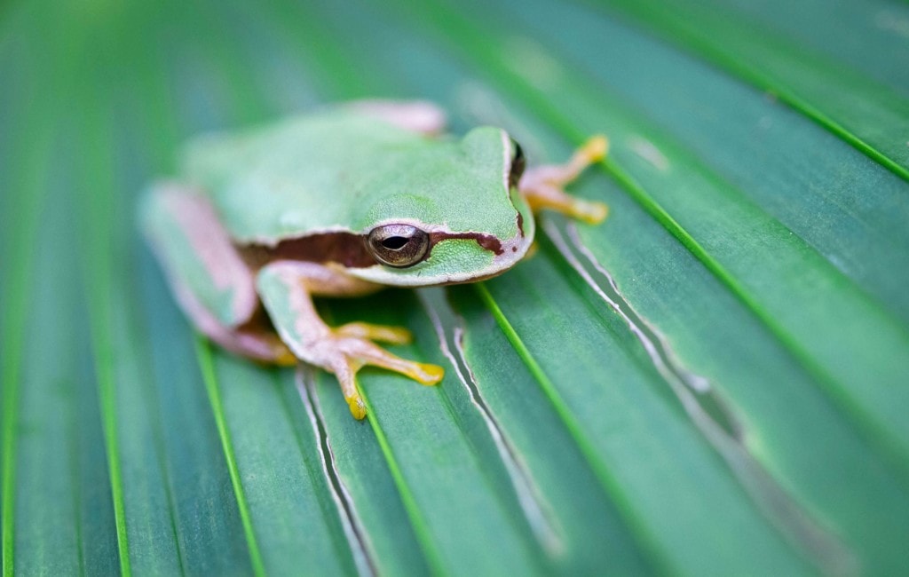 Radermacher Reisen - Frosch - Costa Rica