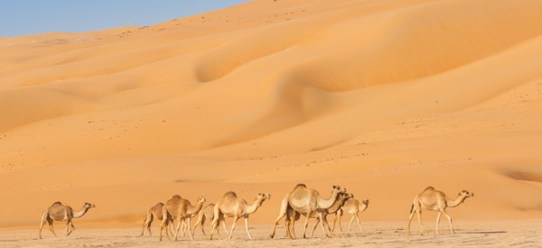 Camels in the Rub al Khali or Empty Quarter. Straddling Oman, Saudi Arabia, the UAE and Yemen, this is the largest sand desert in the world.