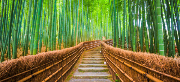 Kyoto, Japan in the bamboo forest.