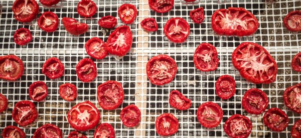 Delicious Pachino tomatoes drying at the sun in a huge production in Sicly