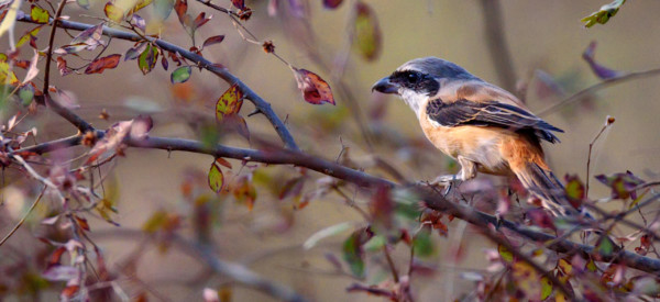 Beautiful a adult Long-tailed shrike or rufous-backed shrike know as Lanius schach perches on the small branch in Ranthambore National park, Rajastan, India