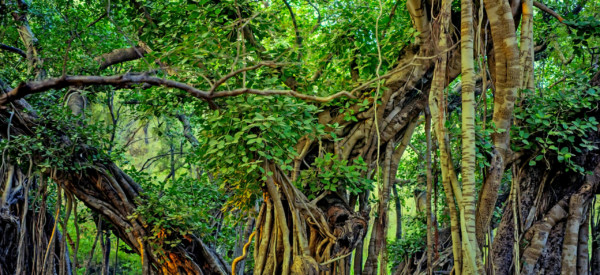 Scenic view of beautiful tropical forest with Indian banyan in Ranthambore national park, India