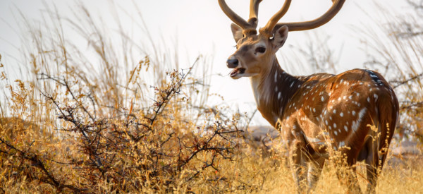 Male spotted deer or Axis grazes known as chital in Ranthambore national reserve in India