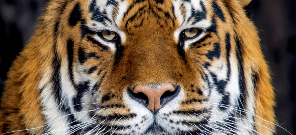 Beautiful tiger portrait on black background