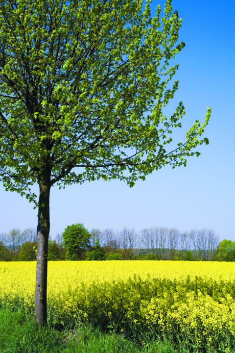 Gut Panker - landschaft