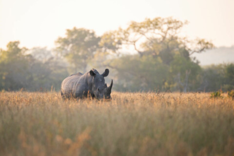 ROYAL MALEWANE - Nashorn