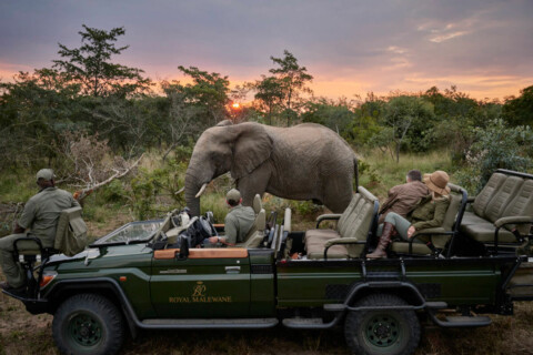 ROYAL MALEWANE - Safari