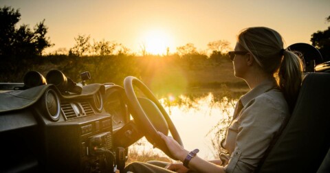 Lion Sands River Lodge - Safari