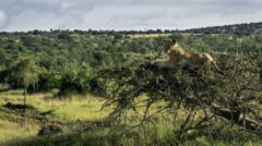 Magashi Lodge - jaguar