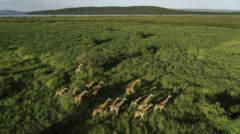 Magashi Lodge - Giraffen