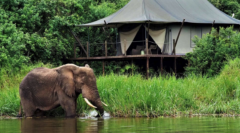 Magashi Lodge - Elefant vor der Lodge