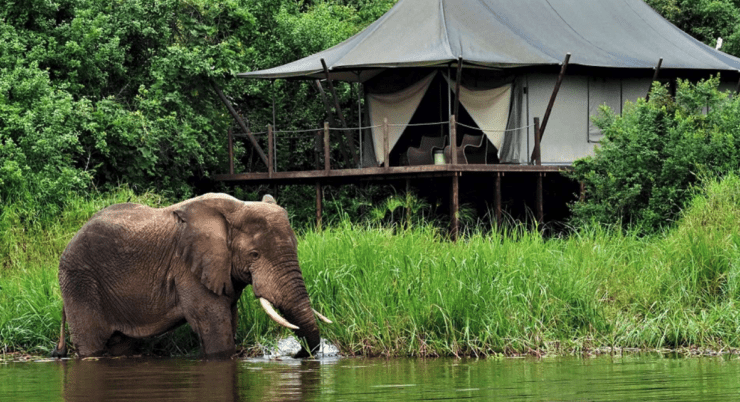 Magashi Lodge - Elefant vor der Lodge