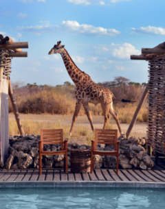 Chem Chem Lodge - Giraffe am Pool