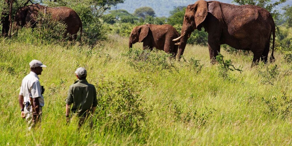 Elewana Tarangire Treetops