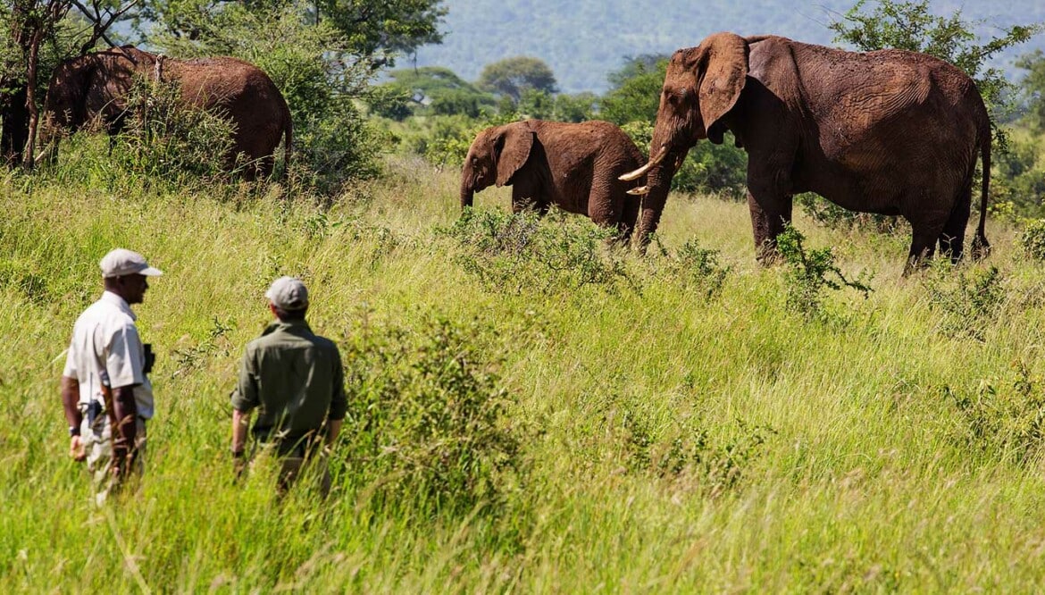 Elewana Tarangire Treetops