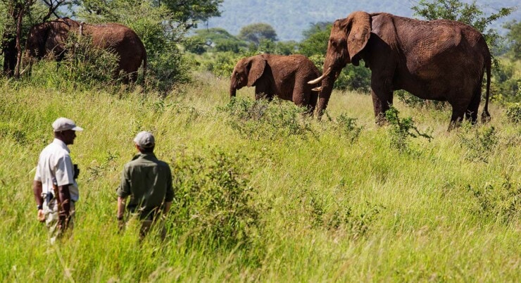 elefanten Safari Elewana Tarangire Treetops