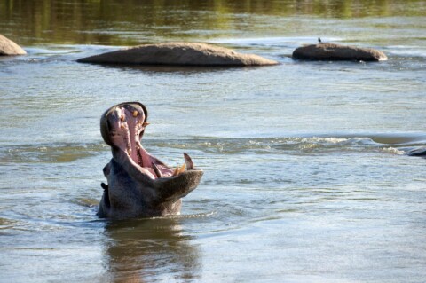 Lion Sands Narina Lodge - Nilpferd