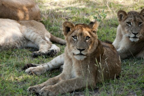 Lion Sands Narina Lodge - Löwen