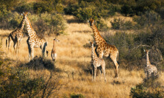 Zannier Hotels Omaanda - Giraffen