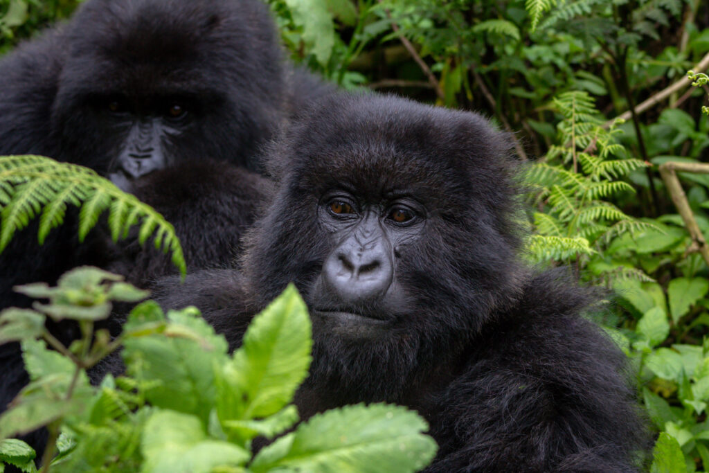 Eine Gruppe von Berggorillas im dichten Grün des Volcanoes National Parks in Ruanda.